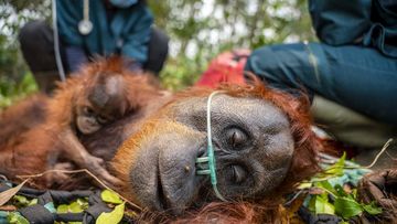 Orangutan Karhutla: Momen Haru Anak dan Induk Dipisahkan