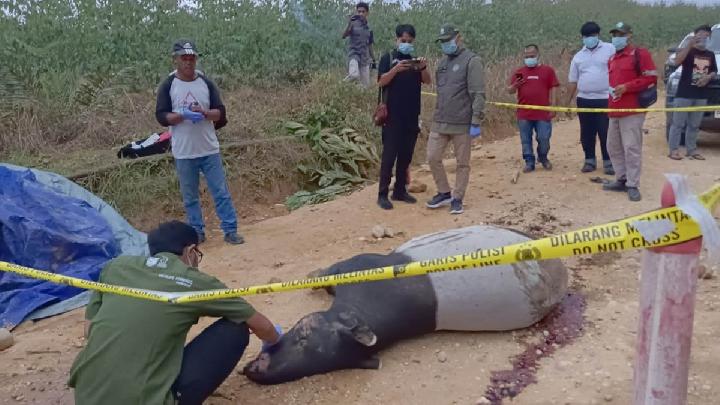 Tapir Sumatera: Spesies Dilindungi yang Penting untuk Ekosistem